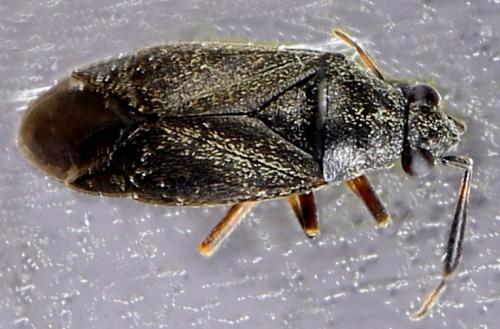 Heterocordylus (tumidicornis-italicus)